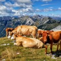 Cows, hiking slovenia, triglav national park