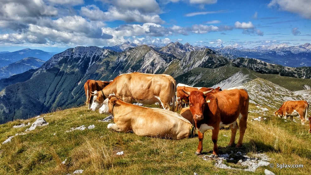 Cows, hiking slovenia, triglav national park